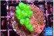 Pocillopora verrucosa toxic green 2-3 cm WYSIWYG acclimaté