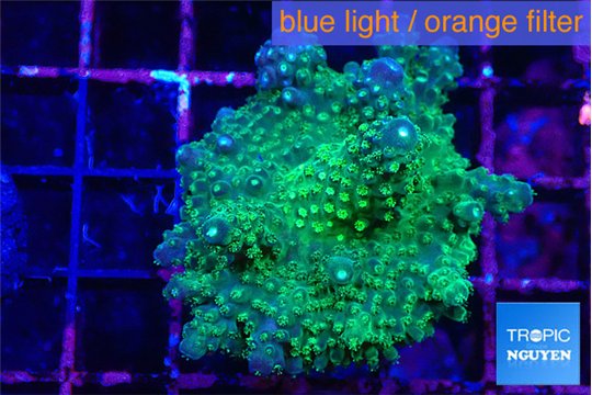 Acropora green & purple tip 3-4 cm WYSIWYG acclimaté