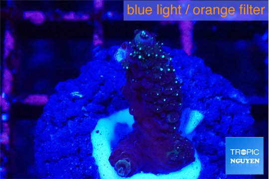 Acropora millepora 2-3 cm WYSIWYG acclimaté