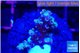 Acropora tenuis purple blue 1-2 cm WYSIWYG acclimaté