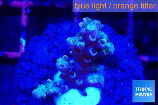 Acropora tenuis purple blue 1-2 cm WYSIWYG acclimaté
