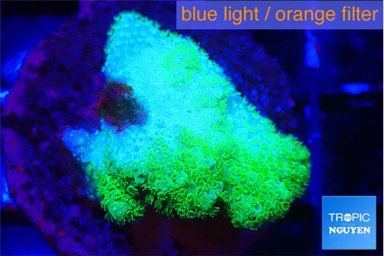Pocillopora verrucosa toxic green 2-3 cm WYSIWYG acclimaté