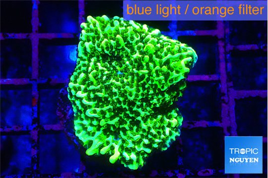 Montipora green 2-3 cm WYSIWYG acclimaté