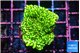 Montipora green 2-3 cm WYSIWYG acclimaté