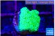 Pocillopora verrucosa toxic green 1-2 cm WYSIWYG acclimaté