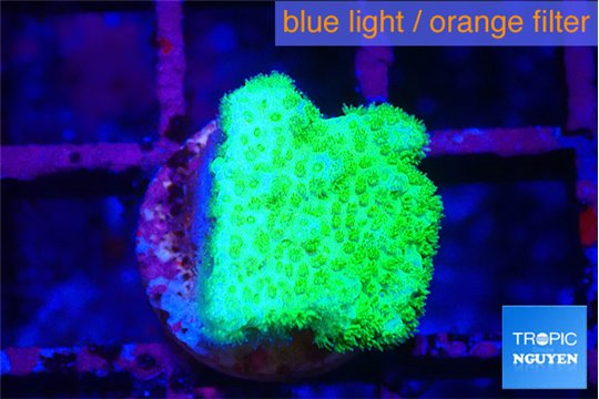 Pocillopora verrucosa toxic green 1-2 cm WYSIWYG acclimaté