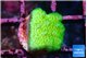 Pocillopora verrucosa toxic green 1-2 cm WYSIWYG acclimaté