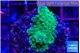 Acropora green & purple tip 2-3 cm WYSIWYG acclimaté