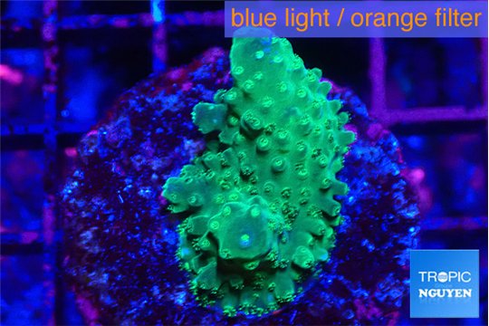 Acropora green & purple tip 2-3 cm WYSIWYG acclimaté
