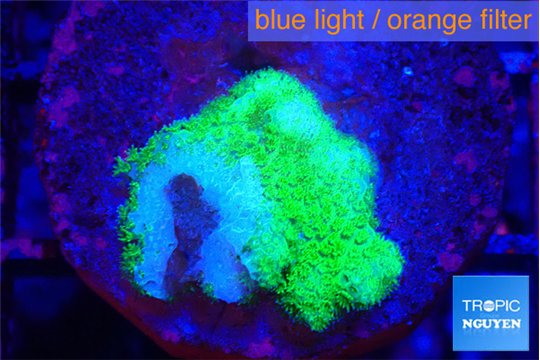 Pocillopora verrucosa toxic green 1-2 cm WYSIWYG acclimaté