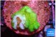 Pocillopora verrucosa toxic green 1-2 cm WYSIWYG acclimaté