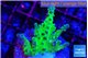 Acropora green & blue tip Fijii 3-4 cm WYSIWYG acclimaté