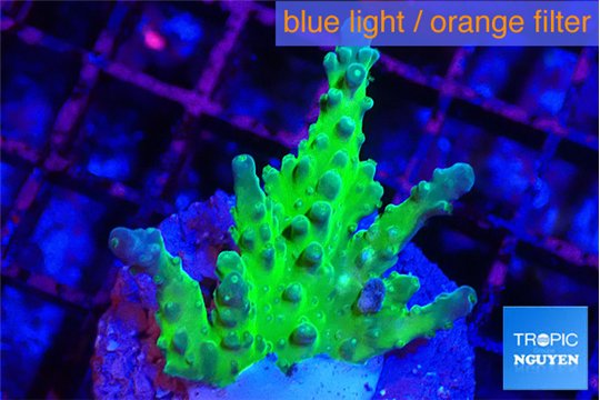 Acropora green & blue tip Fijii 3-4 cm WYSIWYG acclimaté