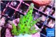Acropora green & blue tip Fijii 3-4 cm WYSIWYG acclimaté