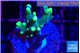 Acropora caroliniana banana 2-3 cm WYSIWYG acclimaté