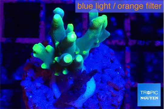 Acropora caroliniana banana 2-3 cm WYSIWYG acclimaté