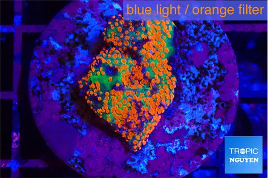 Montipora chili peper 1-2 cm WYSIWYG acclimaté