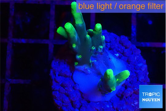 Acropora caroliniana banana 2-3 cm WYSIWYG acclimaté