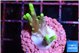 Acropora caroliniana banana 2-3 cm WYSIWYG acclimaté