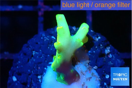 Acropora caroliniana banana 1-2 cm WYSIWYG acclimaté