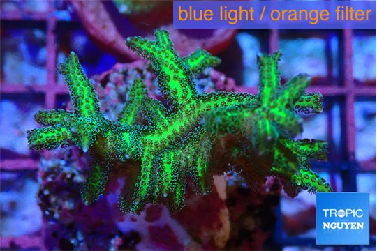 Seriatopra hystrix green gold 4-5 cm WYSIWYG acclimaté