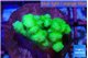 Pocillopora verrucosa toxic green 2-3 cm WYSIWYG acclimaté