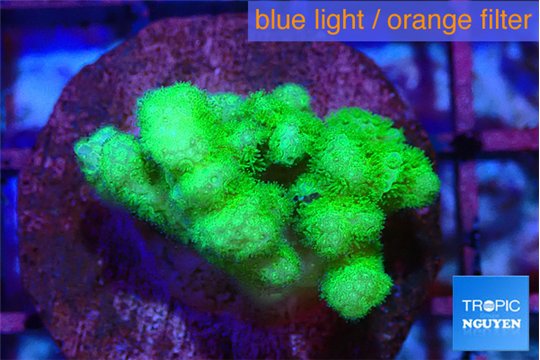 Pocillopora verrucosa toxic green 2-3 cm WYSIWYG acclimaté