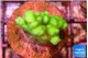 Pocillopora verrucosa toxic green 2-3 cm WYSIWYG acclimaté