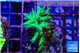 Seriatopra hystrix green gold 3-4 cm WYSIWYG acclimaté
