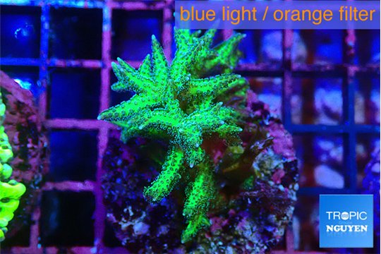 Seriatopra hystrix green gold 3-4 cm WYSIWYG acclimaté