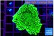 Montipora green 2-4 cm WYSIWYG acclimaté