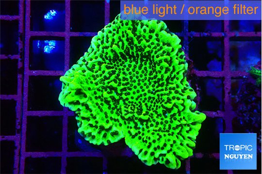 Montipora green 2-4 cm WYSIWYG acclimaté