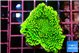 Montipora green 2-4 cm WYSIWYG acclimaté