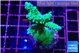 Acropora green purple tip 3-5 cm WYSIWYG acclimaté