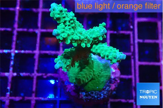 Acropora green purple tip 3-5 cm WYSIWYG acclimaté