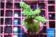 Acropora green purple tip 3-5 cm WYSIWYG acclimaté