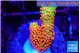 Montipora red fire forest 2-3 cm WYSIWYG acclimaté