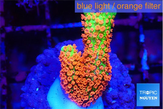 Montipora red fire forest 2-3 cm WYSIWYG acclimaté