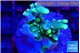 Acropora caroliniana banana 2-3 cm WYSIWYG acclimaté