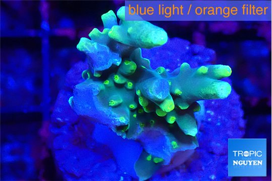 Acropora caroliniana banana 2-3 cm WYSIWYG acclimaté