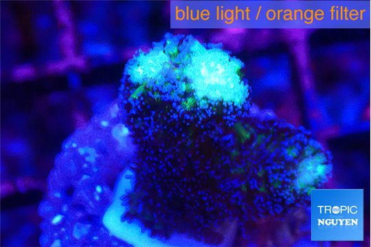 Stylophora milka 2-3 cm WYSIWYG acclimaté