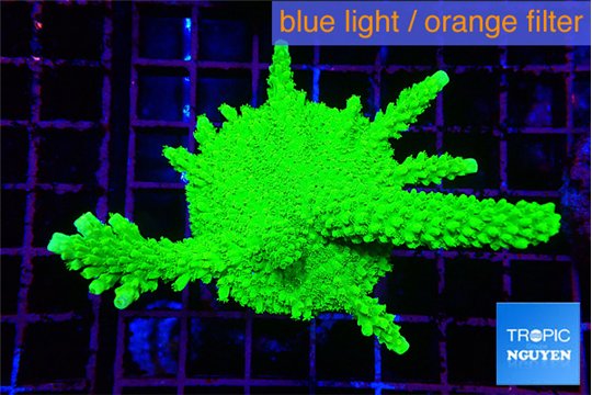 Acropora neon green 4-6 cm WYSIWYG acclimaté