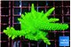 Acropora neon green 4-6 cm WYSIWYG acclimaté