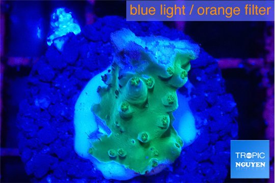 Acropora green damaged 1 cm WYSIWYG acclimaté