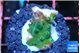 Acropora green damaged 1 cm WYSIWYG acclimaté