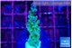 Acropora green & purple tip 2-3 cm WYSIWYG acclimaté