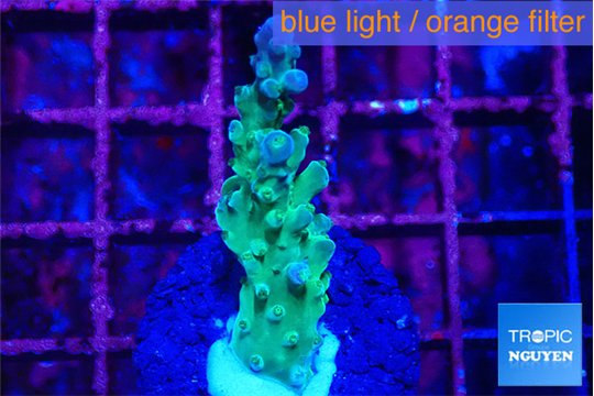 Acropora green & purple tip 2-3 cm WYSIWYG acclimaté