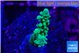 Acropora green & purple tip 2-3 cm WYSIWYG acclimaté