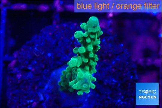Acropora green & purple tip 2-3 cm WYSIWYG acclimaté