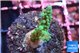 Acropora green & purple tip 2-3 cm WYSIWYG acclimaté